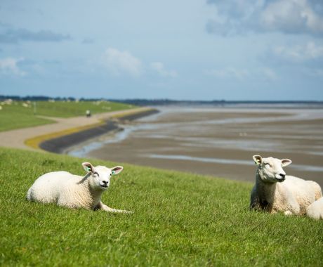 Day of the Wadden Sea - Wadden.nl