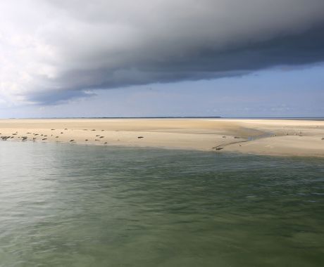 Day of the Wadden Sea - Wadden.nl