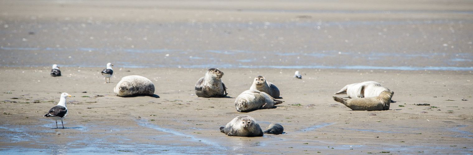 Mudflat hopping - wadden island Ameland - Wadden.nl