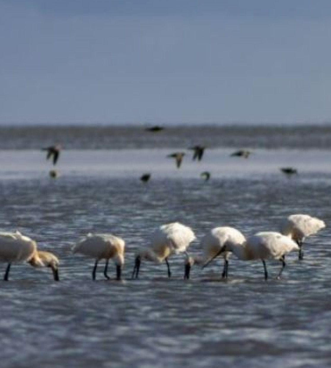 Spring tips from the forester - VVV Vlieland - Wadden.nl