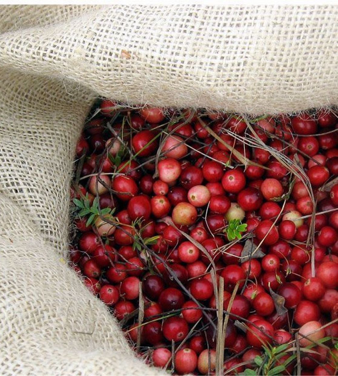 Cranberries - VVV Terschelling - Wadden.nl