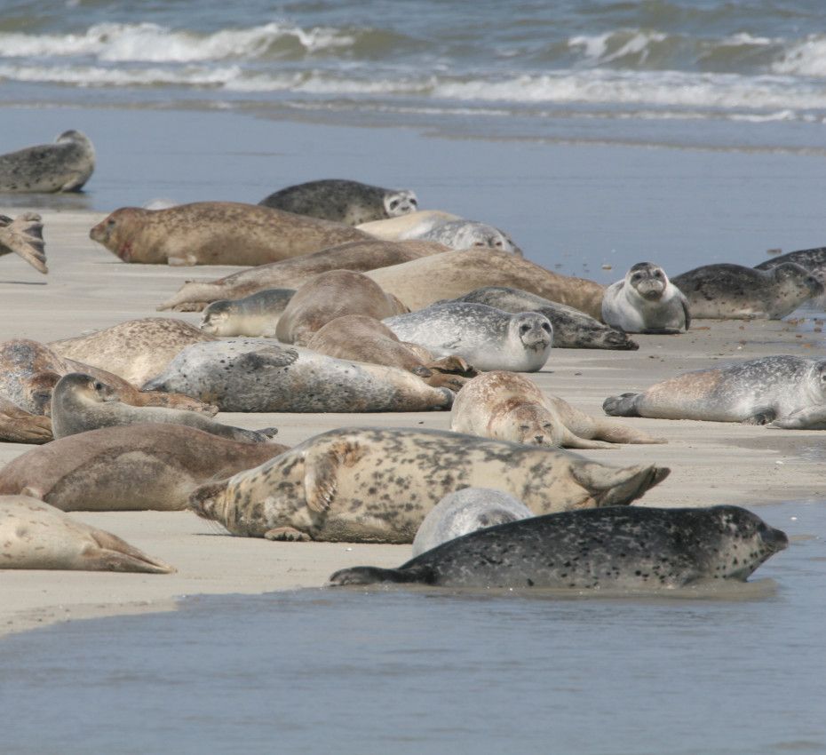 <p>Seal-watching trips on wadden island Texel</p>