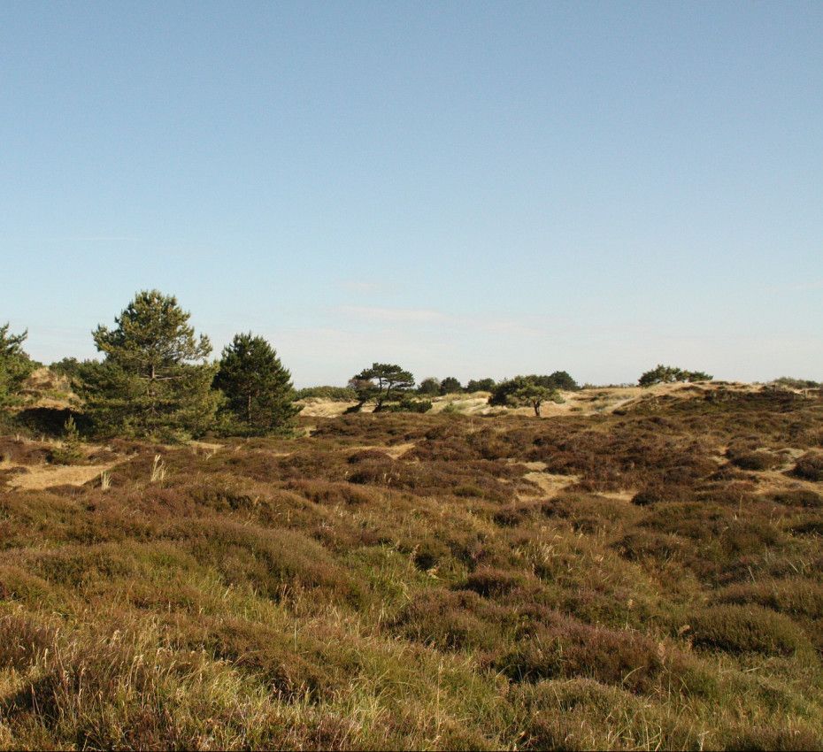 <p>Viewpoints on Vlieland - Wadden.nl</p>