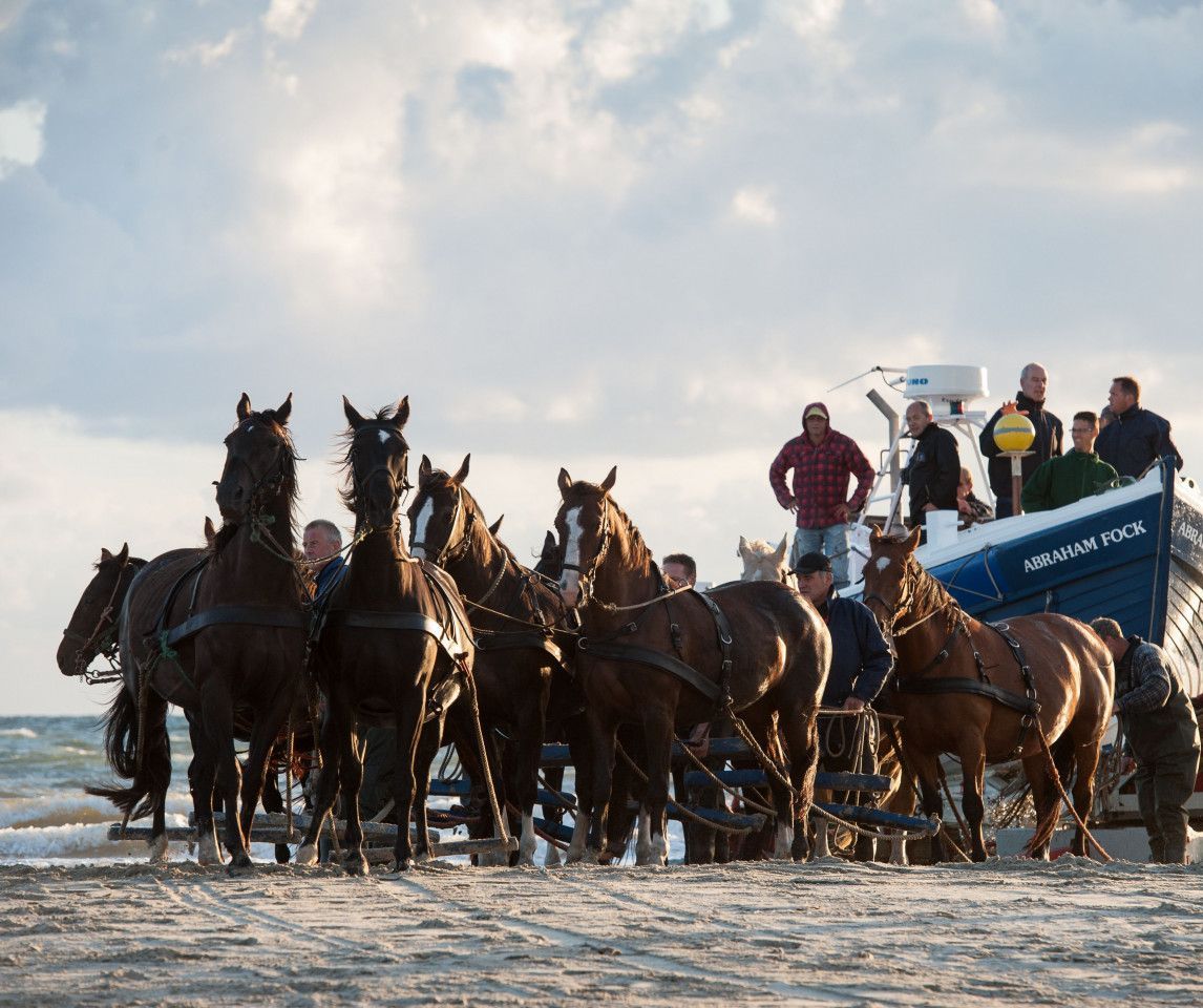 Horse-pulled lifeboat - VVV Ameland - Wadden.nl