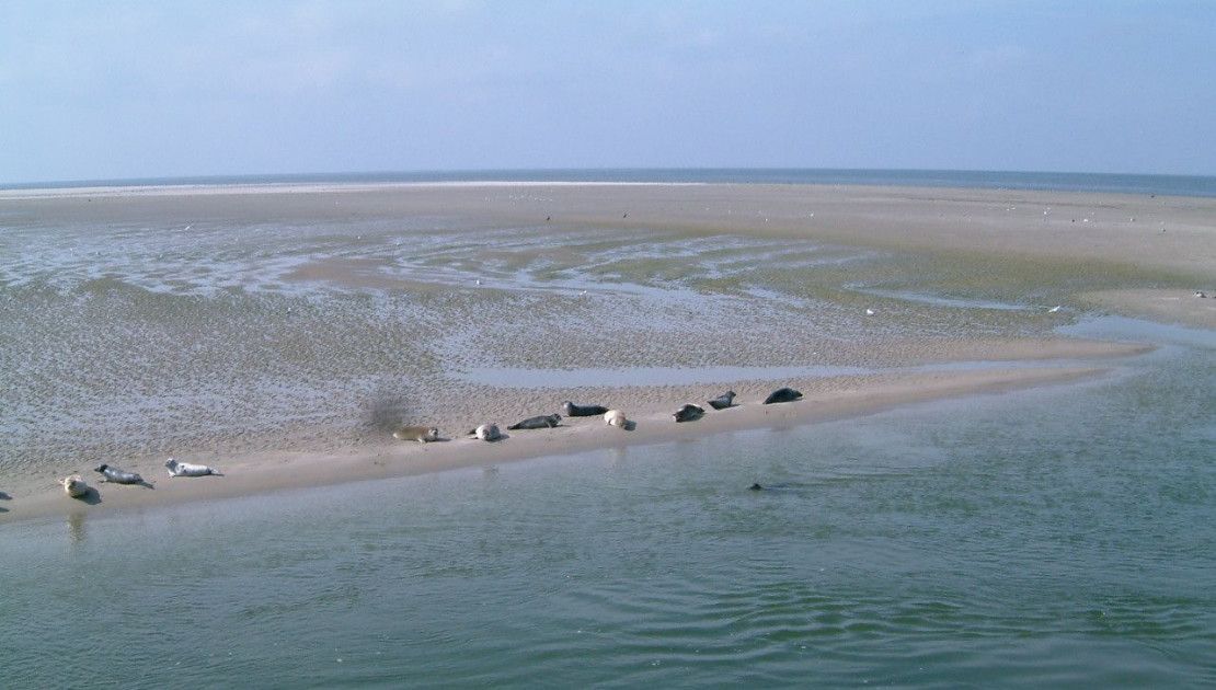 The Wadden Sea is unique - Wadden.nl