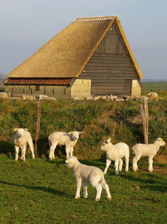 Lambs walking tour - VVV Texel - Wadden.nl