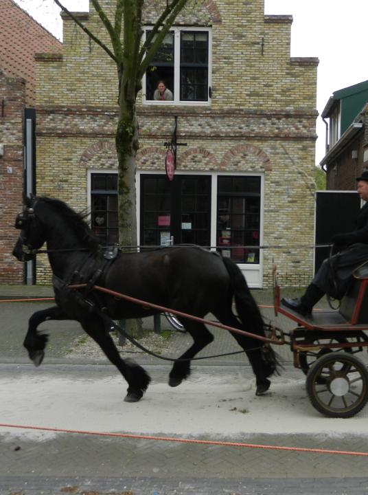 Competition Dutch harness horses - VVV Terschelling - Wadden.nl