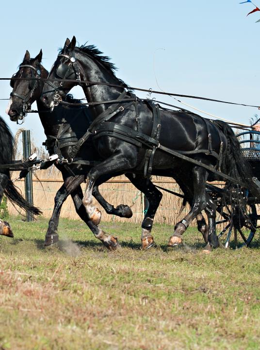 Horse marathon - Wadden.nl - VVV Ameland