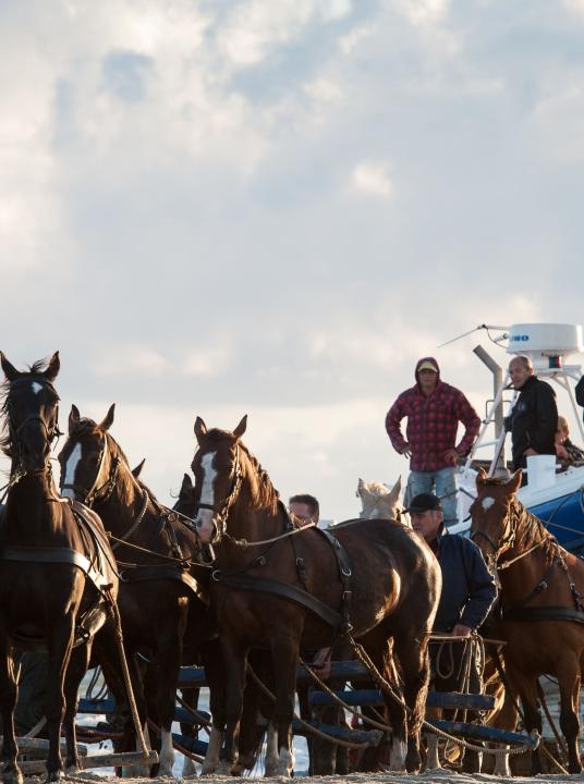 Demonstration horse-drawn rescue boat - Wadden.nl - VVV Ameland
