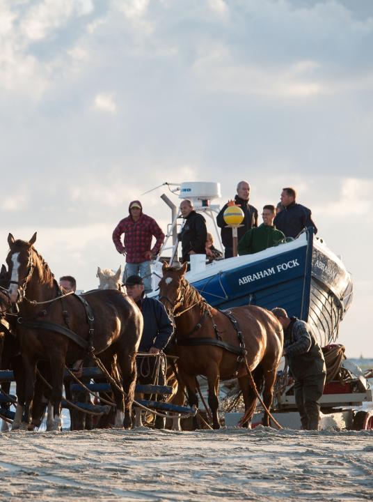 Demonstration horse-drawn rescue boat - VVV Ameland - Wadden.nl