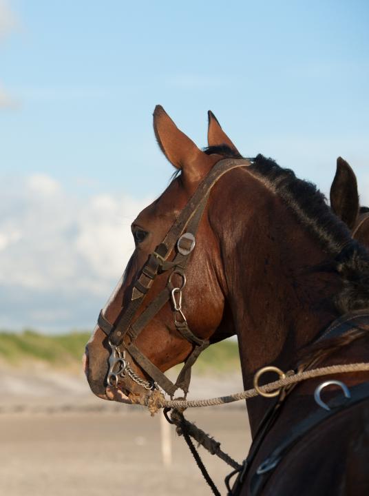 Demonstration horse-drawn rescue boat - Wadden.nl - VVV Ameland