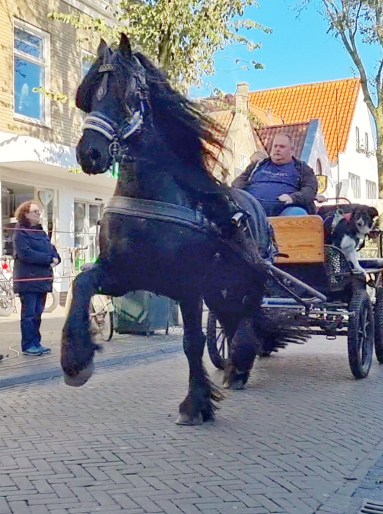 Ring riding - VVV Terschelling - Wadden.nl