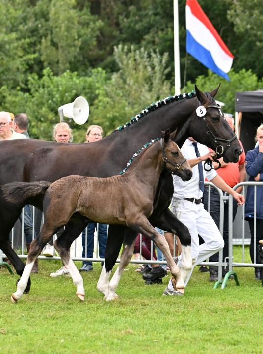 Inspection KFPS and Groninger horse - VVV Terschelling  - Wadden.nl