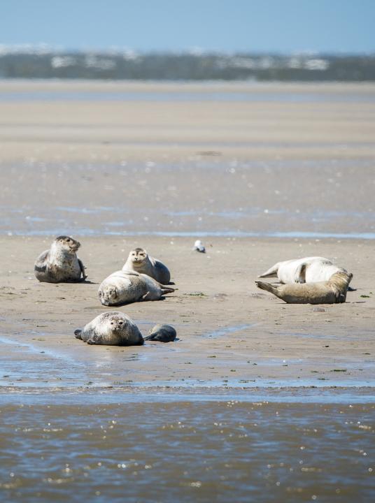 Vakantie op de Waddeneilanden - Wadden.nl