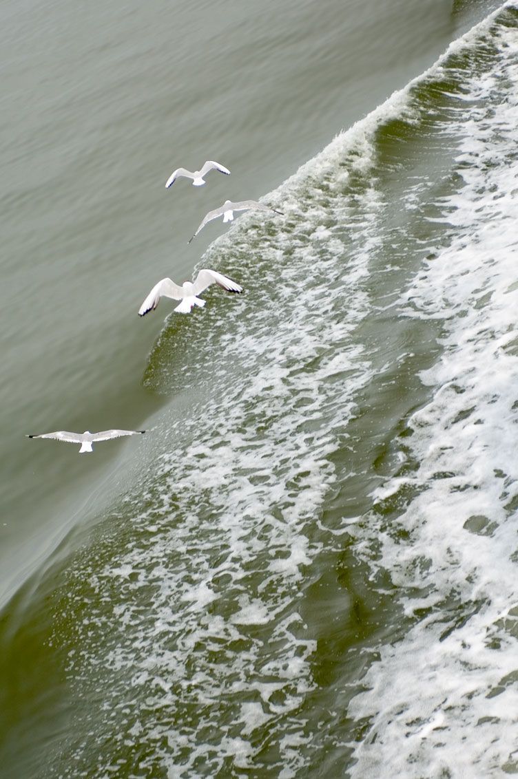Wadden Sea World Heritage - Wadden.nl